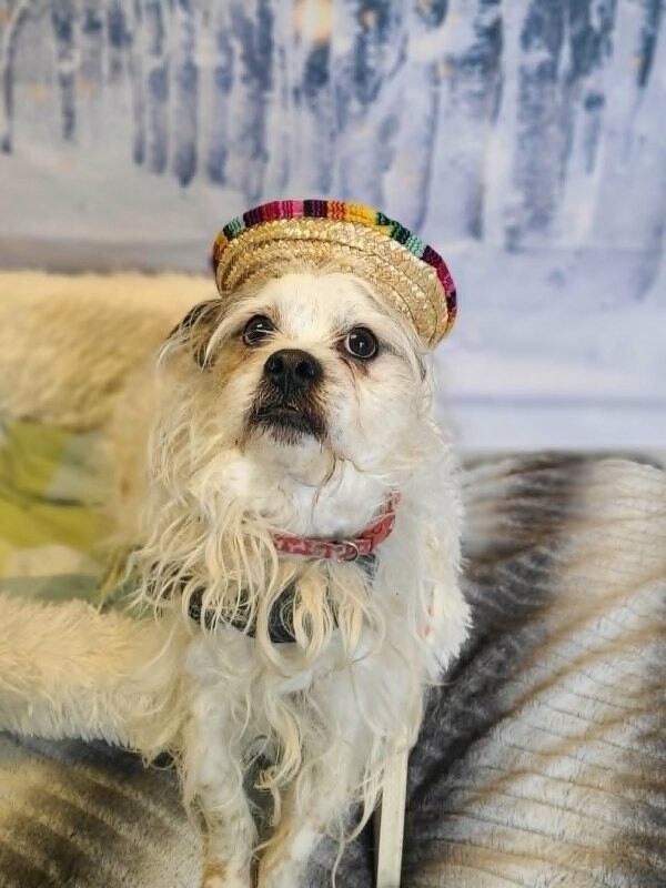 Picture of the Animal Listed